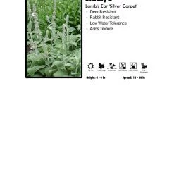 Pandy's Garden Center Stachy's 'Silver Carpet' Perennials