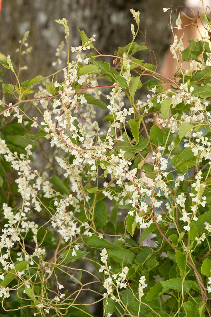 Pandy's Garden Center Nursery Silver Lace Vine 3 Pandy's Garden Center Nursery Silver Lace Vine