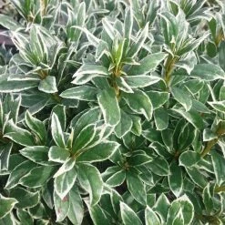 Pandy's Garden Center Azalea - Silver Sword Nursery