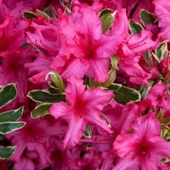 Pandy's Garden Center Azalea - Silver Sword Nursery