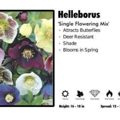 Pandy's Garden Center Perennials Helleborus 'Single Flowering Mix'
