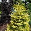 Pandy's Garden Center Spruce Skylands Golden Oriental