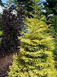Pandy's Garden Center Spruce Skylands Golden Oriental