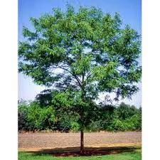 Pandy's Garden Center Locust Skyline Nursery 3 Pandy's Garden Center Locust Skyline Nursery