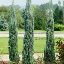 Pandy's Garden Center Juniper - Skyrocket Nursery