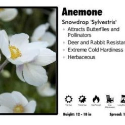 Pandy's Garden Center Perennials Anemone ’Sylvestris’ Snowdrop