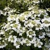 Pandy's Garden Center Viburnum Summer Snowflake