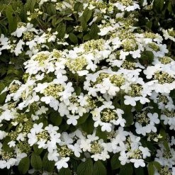 Pandy's Garden Center Viburnum Summer Snowflake