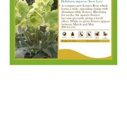 Pandy's Garden Center Helleborus X Nigercors Snow Love Lenten Rose Perennials