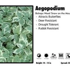 Pandy's Garden Center Perennials Aegopodium 'Snow On The Mountain'
