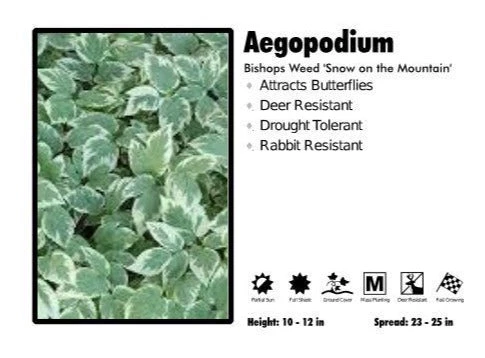 Pandy's Garden Center Perennials Aegopodium 'Snow On The Mountain' 3 Pandy's Garden Center Perennials Aegopodium 'Snow On The Mountain'