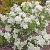 Pandy's Garden Center Nursery Mock Orange 'Snow White'