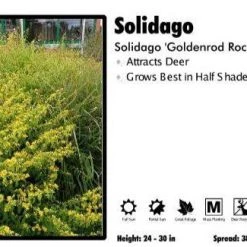 Pandy's Garden Center Perennials Solidago 'Goldenrod Rockets'