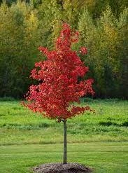 Pandy's Garden Center Sour Gum Or Black Gum Wildfire