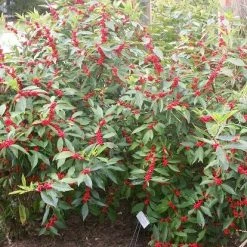 Pandy's Garden Center Nursery Winterberry Southern Gentleman D-3 !