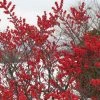 Pandy's Garden Center Nursery Winterberry-Sparkleberry D-3 !