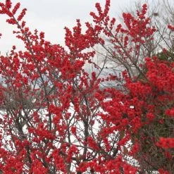 Pandy's Garden Center Nursery Winterberry-Sparkleberry D-3 !