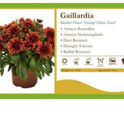 Pandy's Garden Center Perennials Gaillardia 'Spintop Yellow Touch' Blanket Flower