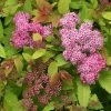 Pandy's Garden Center Spirea Dbl Play Big Bang Nursery 1 Pandy's Garden Center Spirea Dbl Play Big Bang Nursery