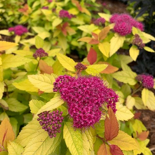 Pandy's Garden Center Spirea Double Play Candy Corn Nursery 3 Pandy's Garden Center Spirea Double Play Candy Corn Nursery