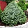 Pandy's Garden Center Nursery Spruce - Serbian Dwarf
