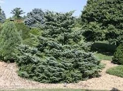 Pandy's Garden Center Spruce Howell's Dwarf Tigertail Nursery