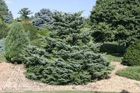 Pandy's Garden Center Spruce Howell's Dwarf Tigertail Nursery 3 Pandy's Garden Center Spruce Howell's Dwarf Tigertail Nursery