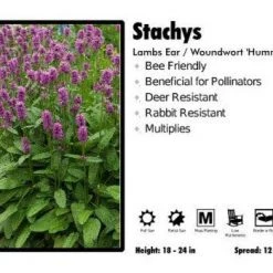 Pandy's Garden Center Stachys ‘Hummelo’ Lambs Ear / Woundwort Perennials