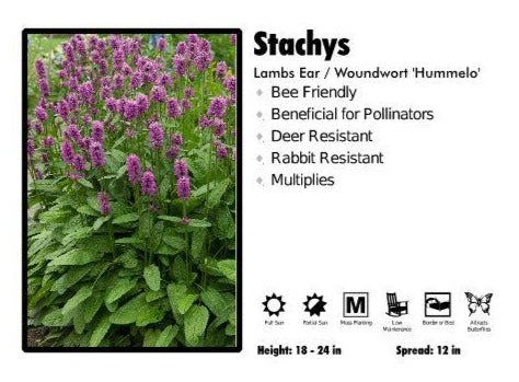 Pandy's Garden Center Stachys ‘Hummelo’ Lambs Ear / Woundwort Perennials 3 Pandy's Garden Center Stachys ‘Hummelo’ Lambs Ear / Woundwort Perennials