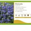 Pandy's Garden Center Perennials Clematis 'Stand By Me'