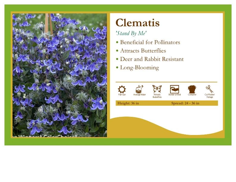 Pandy's Garden Center Perennials Clematis 'Stand By Me' 3 Pandy's Garden Center Perennials Clematis 'Stand By Me'