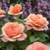 Weeks Roses Rose - State Of Grace Grandiflora Apricot Gold Nursery