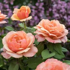 Weeks Roses Rose - State Of Grace Grandiflora Apricot Gold Nursery