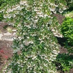 Pandy's Garden Center Nursery Snowbell Japanese Weeping