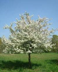 Pandy's Garden Center Crab - Sugar Tyme White