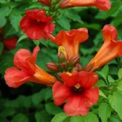 Pandy's Garden Center Summer Jazz Fire Trumpet Vine