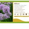 Pandy's Garden Center Allium 'Summer Beauty' Ornamental Onion
