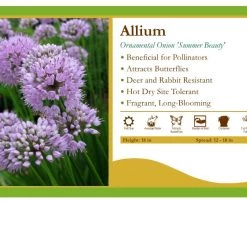 Pandy's Garden Center Allium 'Summer Beauty' Ornamental Onion