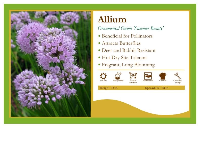 Pandy's Garden Center Allium 'Summer Beauty' Ornamental Onion 3 Pandy's Garden Center Allium 'Summer Beauty' Ornamental Onion