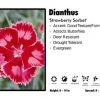 Pandy's Garden Center Dianthus ‘Strawberry Sorbet’