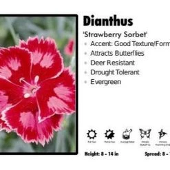 Pandy's Garden Center Dianthus ‘Strawberry Sorbet’