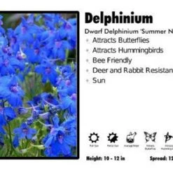 Pandy's Garden Center Delphinium ‘Summer Nights’