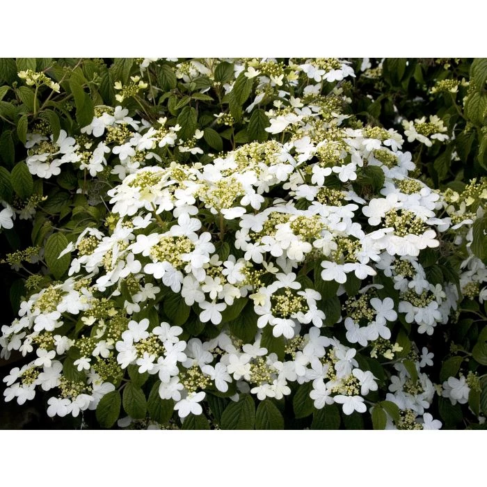 Pandy's Garden Center Nursery Viburnum Summer Snowflake E7 ! 3 Pandy's Garden Center Nursery Viburnum Summer Snowflake E7 !