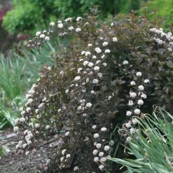 Pandy's Garden Center Nursery Ninebark ‘summer Wine’ E4 !