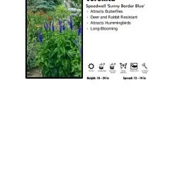 Pandy's Garden Center Veronica 'Sunny Border Blue' Speedwell Perennials