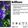 Pandy's Garden Center Perennials Campanula Glomerata 'Superba' Bellflower