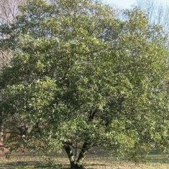 Pandy's Garden Center Nursery Magnolia Sweetbay #5