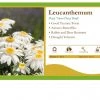 Pandy's Garden Center Perennials Leucanthemum 'Sweet Daisy Birdy' Daisy