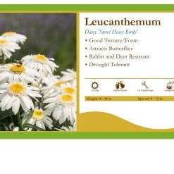 Pandy's Garden Center Perennials Leucanthemum 'Sweet Daisy Birdy' Daisy