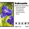 Pandy's Garden Center Perennials Tradescantia ‘Sweet Kate’ Spiderwort
